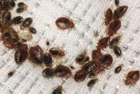 Bed Bug Exterminator Winnipeg image 21